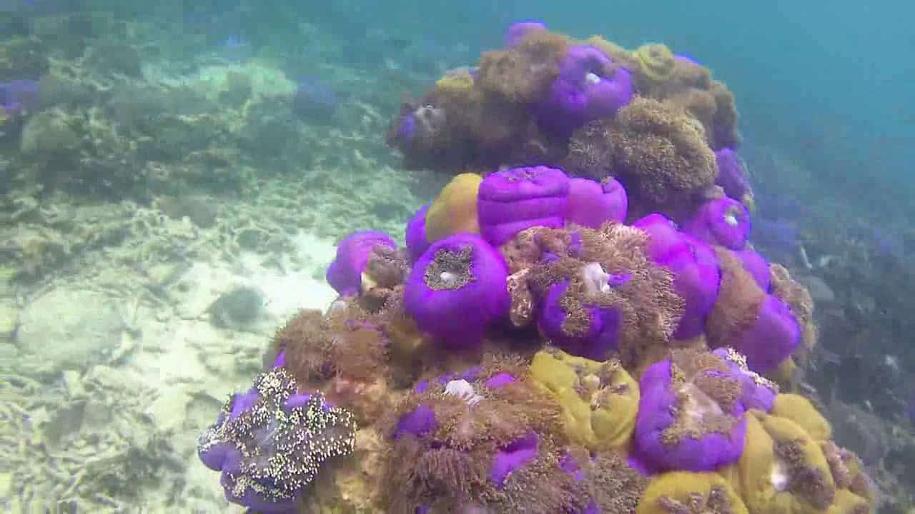 Underwater 